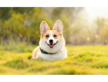 Poplatek ze psů (pro držitele do 65 let)