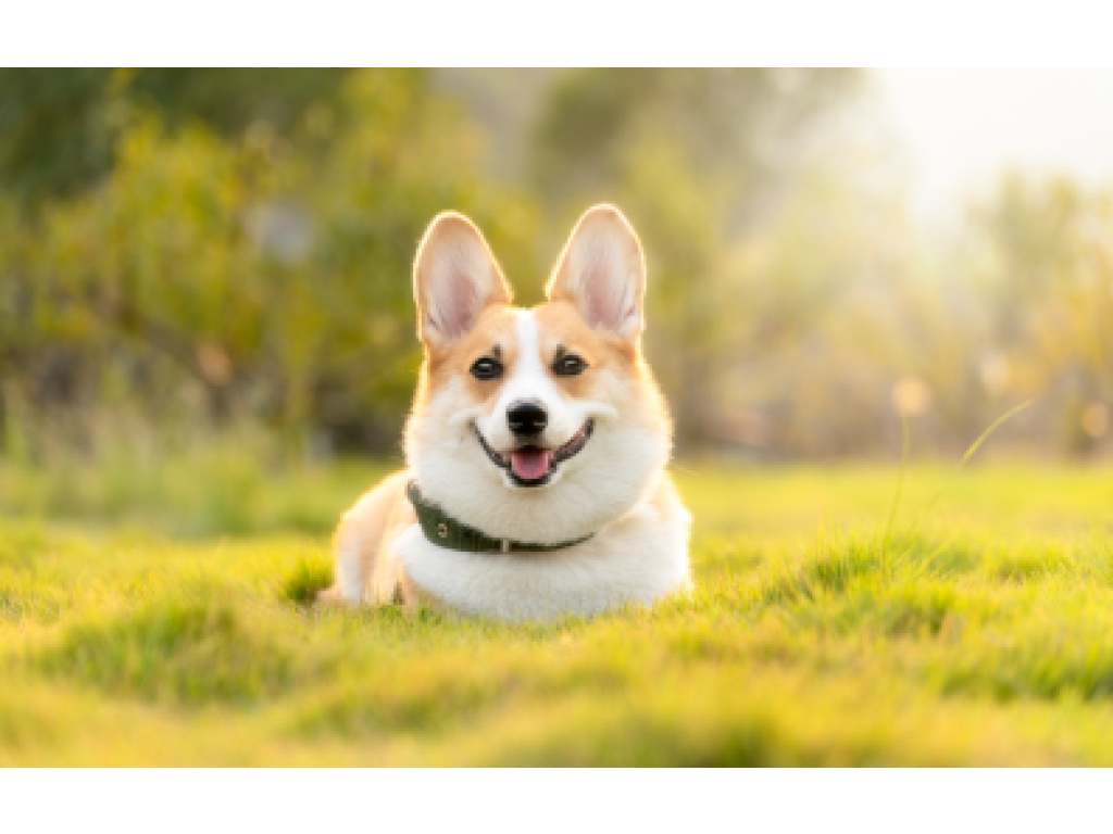 Poplatek ze psů (pro držitele nad 65 let)